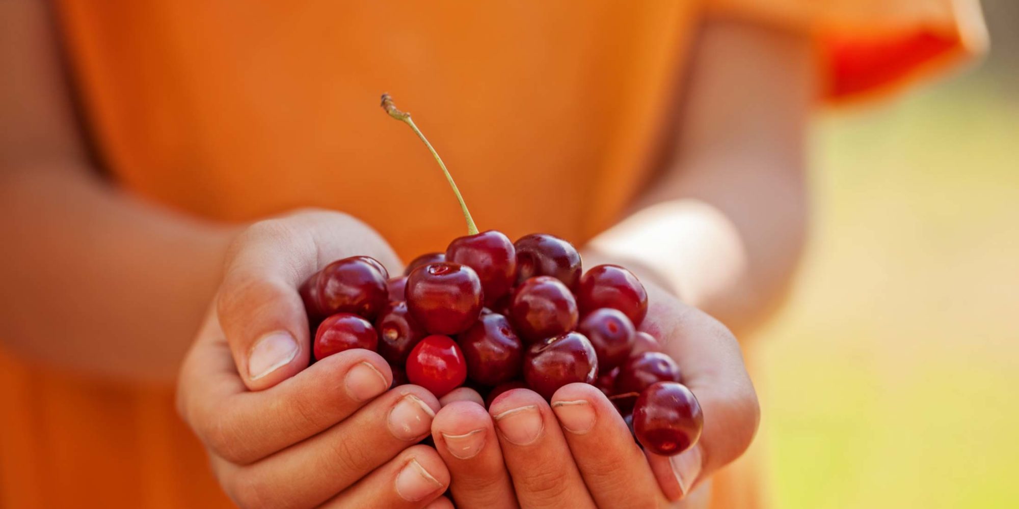 Image of cherries in hands